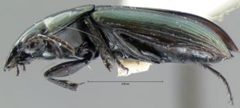 Media type: image; Entomology 5648   Aspect: habitus lateral view